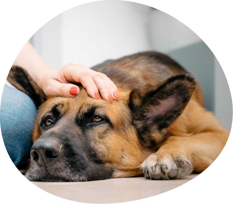 Hund mit Gelenkproblemen helfen