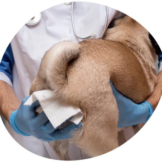 Analdrüsenprobleme bei Hundedurchfall
