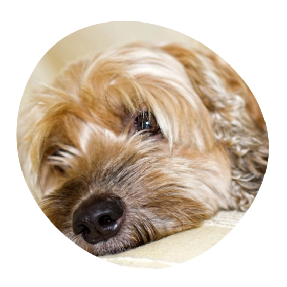 Hundedurchfall Bauchgeräusche