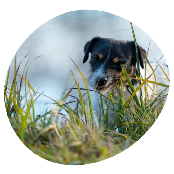 Hundedurchfall Grasfressen