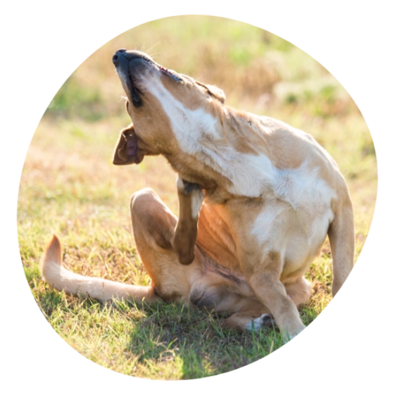 Hundedurchfall Juckreiz