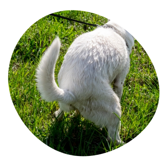Hundedurchfall Verstopfung